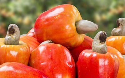 Canadá: mercado promissor para frutas brasileiras